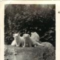 Kitties