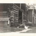 Belvas pet fox by ice house at Nelsons Resort