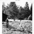 Millie in her garden - August 1959