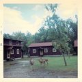 Baby Deers - October 1968
