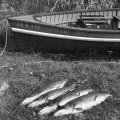 Crane Lake Cabins boat (red, green, silver) and northerns