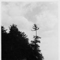Sigurd Olson Lob Pine