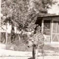 One of Millies first Baby Deers 