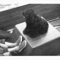 Toby in Chris Craft