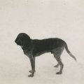 Buster I