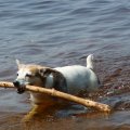 Crane Lake July 2012 048