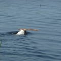 Crane Lake July 2012 064