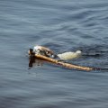 Crane Lake July 2012 066