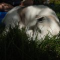 Peaceful Rosie