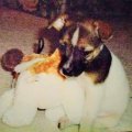 Puppy Rosie Playing with Toy