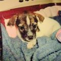 Puppy Rosie1