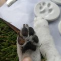 Rosies Paw