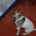 Rosie 2007