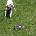 Rosie Barking at Turtle 2005