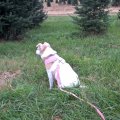 Rosie Checking Christmas Trees 2017