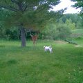Rosie Close to Deer 2014