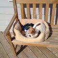 Rosie Laying on Bench on Deck 2005