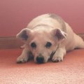 Rosie Laying on Floor