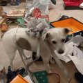 Rosie Opening Packages