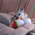 Rosie Play with Toy on Couch in Porch 2017