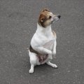 Rosie Sitting Pretty 2005