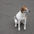Rosie Sitting in Driveway 2005