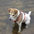 Rosie Sitting in Water