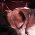 Rosie Sleeping on Couch in Library