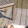 Rosie Sleeping on Deck 2016