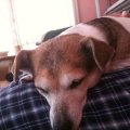Rosie Sleeping on Johns Lap