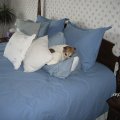 Rosie Sleeping on Lauras Pillow  February 2009