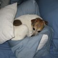 Rosie Sleeping on Lauras Pillow 2009
