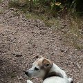 Rosie Taking a Rest