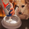 Rosie Waiting for Whipped Cream