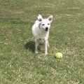 Rosie and Ball
