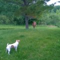 Rosie and Deer 2014