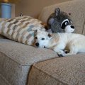 Rosie and Raccoon