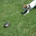 Rosie and Turtle 2005