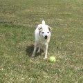 Rosie and ball1