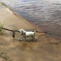 Rosie and her Stick