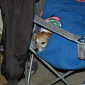 Rosie at Horse Show