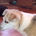 Rosie at Maddies Birthday party April 2016