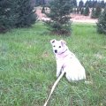 Rosie at St Croix Tree Farm 2017