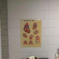 Rosie at the Vets