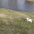 Rosie by the Pond