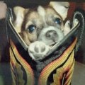 Rosie in Bag
