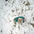 Rosie in Snow 2017