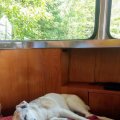 Rosie in Trailer