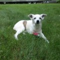 Rosie in grass2