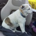Rosie in the Boat